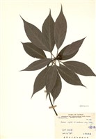 藏品(港口木荷)的圖片